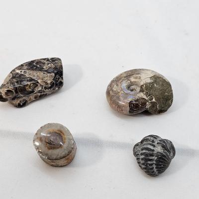 Fossilized Coral & More (B1-JS)