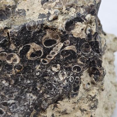 Fossilized Coral & More (B1-JS)