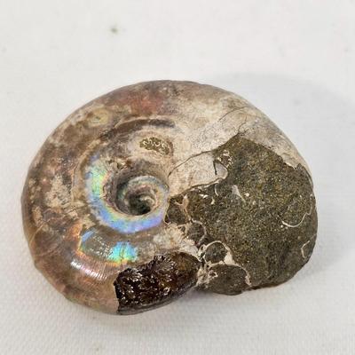 Fossilized Coral & More (B1-JS)