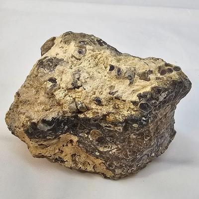 Fossilized Coral & More (B1-JS)