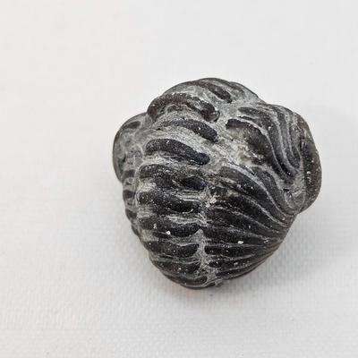 Fossilized Coral & More (B1-JS)