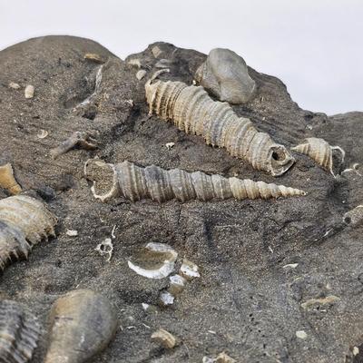 Fossilized Coral & More (B1-JS)