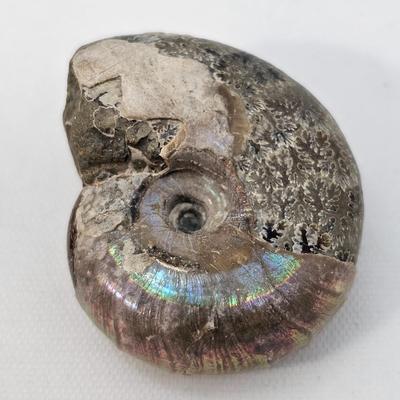 Fossilized Coral & More (B1-JS)