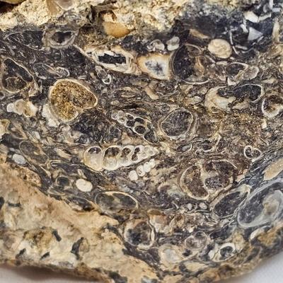 Fossilized Coral & More (B1-JS)