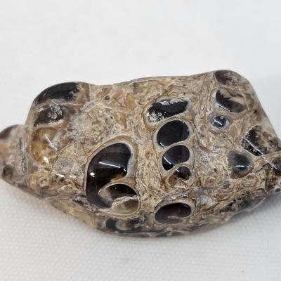 Fossilized Coral & More (B1-JS)