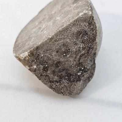 Fossilized Coral & More (B1-JS)