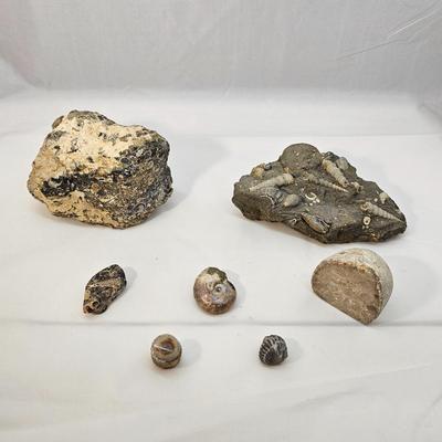 Fossilized Coral & More (B1-JS)