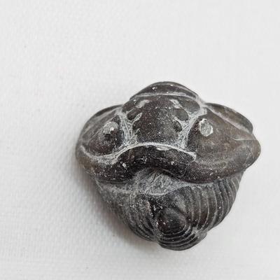 Fossilized Coral & More (B1-JS)