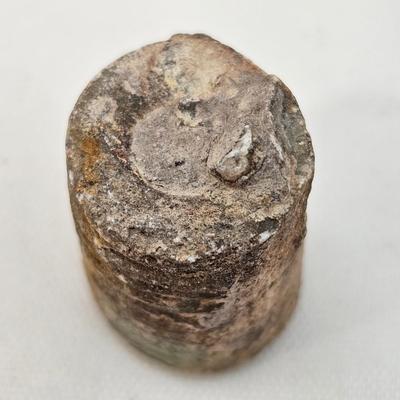 Fossilized Coral & More (B1-JS)