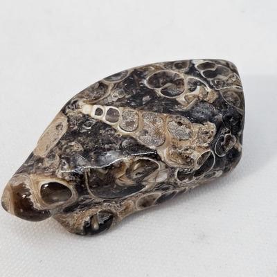 Fossilized Coral & More (B1-JS)