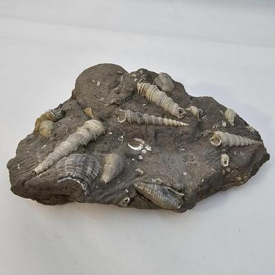 Fossilized Coral & More (B1-JS)