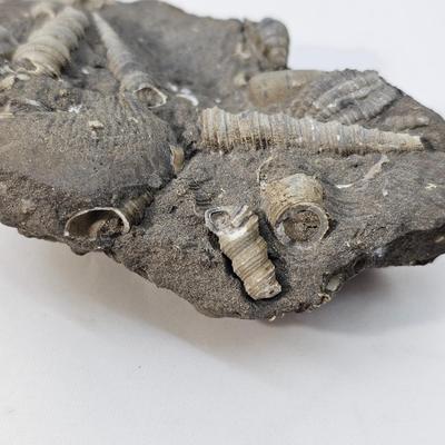 Fossilized Coral & More (B1-JS)