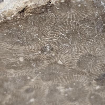 Fossilized Coral & More (B1-JS)