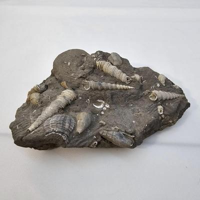 Fossilized Coral & More (B1-JS)