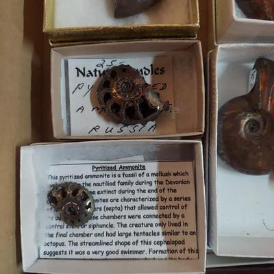 Collection of Agates and Ammonites (B1-BM)