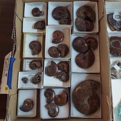 Collection of Agates and Ammonites (B1-BM)