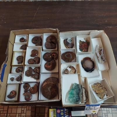 Collection of Agates and Ammonites (B1-BM)