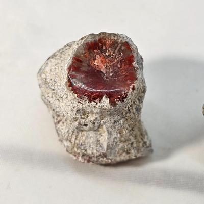 Face Polished Agates & More (B1-JS)