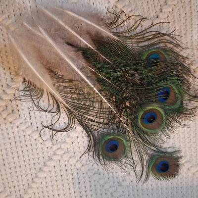 Sale Photo Thumbnail #202: small cluster of peacock feathers