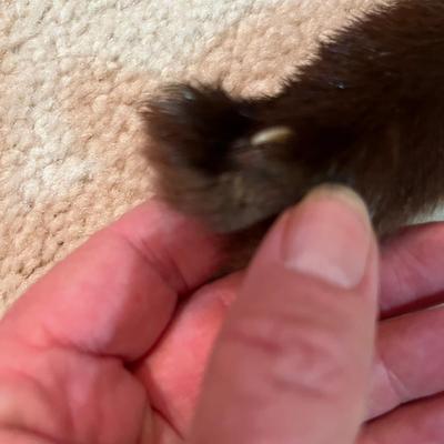 Lot 10 Mink Stoll