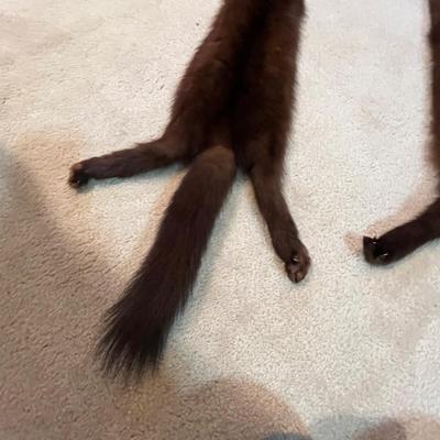 Lot 10 Mink Stoll