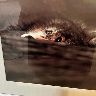 Lot 60 Wolf Prints