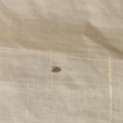 Table Cloth