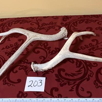 Deer Horns
