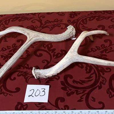 Deer Horns