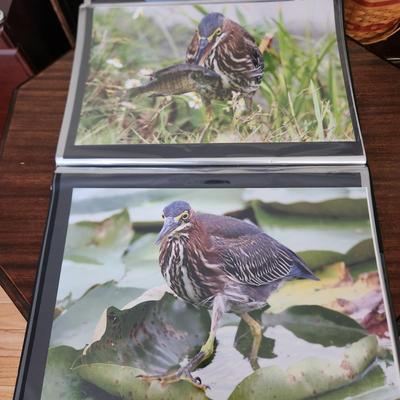 Profolio of Photographs 12x18 Suitable for Framing at least 40 in Binder