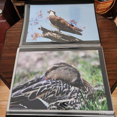 Profolio of Photographs 12x18 Suitable for Framing at least 40 in Binder