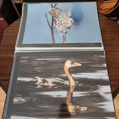 Profolio of Photographs 12x18 Suitable for Framing at least 40 in Binder