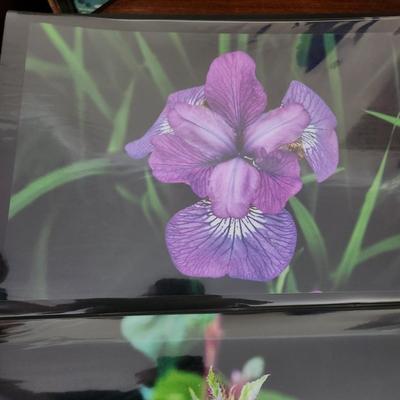 Profolio of Photographs 12x18 Suitable for Framing at least 40 in Binder