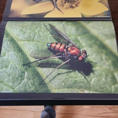 Profolio of Photographs 12x18 Suitable for Framing at least 40 in Binder