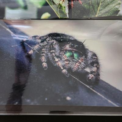 Profolio of Photographs 12x18 Suitable for Framing at least 40 in Binder