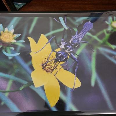 Profolio of Photographs 12x18 Suitable for Framing at least 40 in Binder