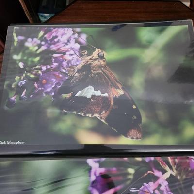 Profolio of Photographs 12x18 Suitable for Framing at least 40 in Binder