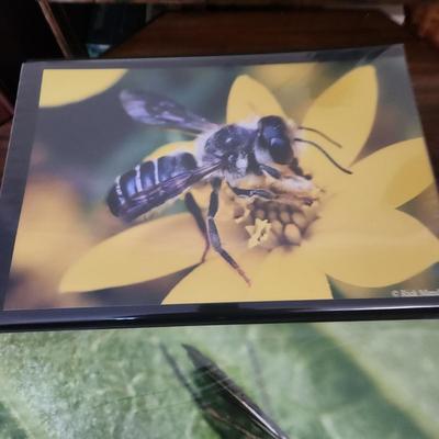 Profolio of Photographs 12x18 Suitable for Framing at least 40 in Binder