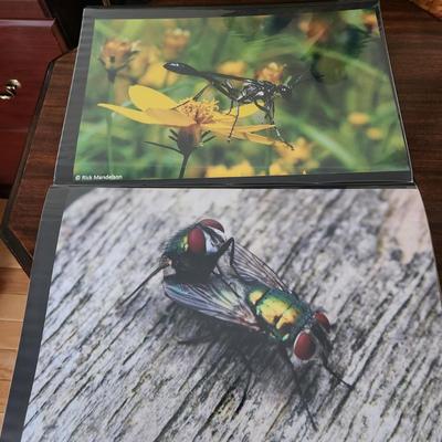 Profolio of Photographs 12x18 Suitable for Framing at least 40 in Binder
