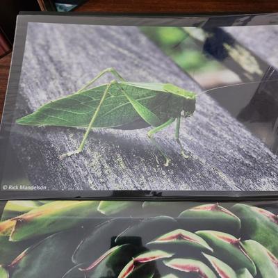 Profolio of Photographs 12x18 Suitable for Framing at least 40 in Binder