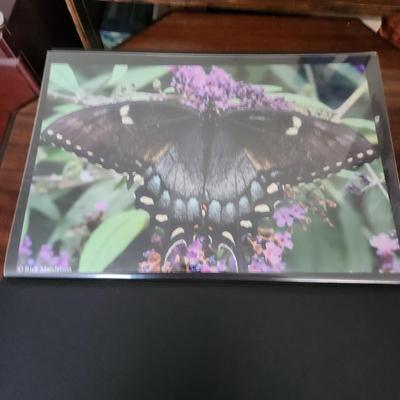 Profolio of Photographs 12x18 Suitable for Framing at least 40 in Binder