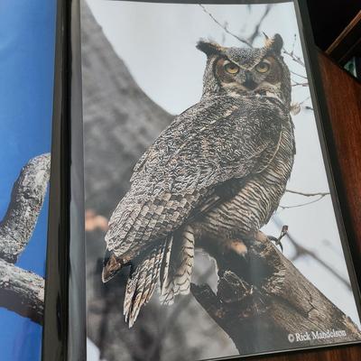 Profolio of Photographs 12x18 Suitable for Framing at least 40 in Binder