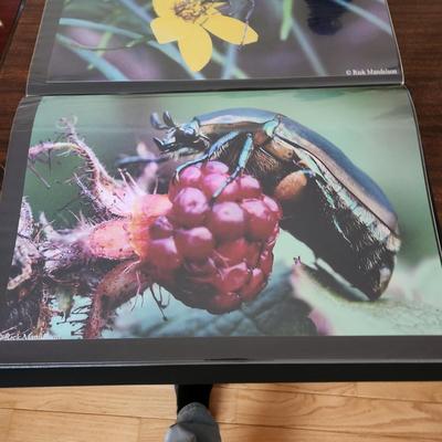 Profolio of Photographs 12x18 Suitable for Framing at least 40 in Binder