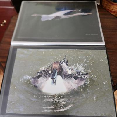 Profolio of Photographs 12x18 Suitable for Framing at least 40 in Binder