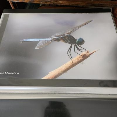 Profolio of Photographs 12x18 Suitable for Framing at least 40 in Binder