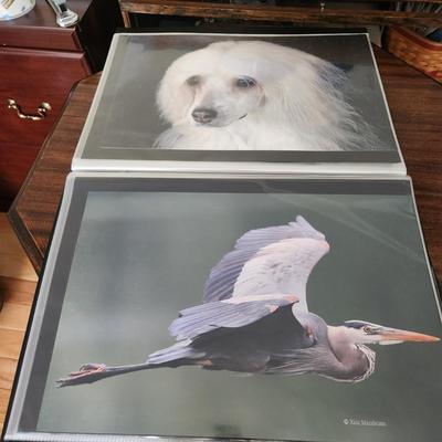 Profolio of Photographs 12x18 Suitable for Framing at least 40 in Binder