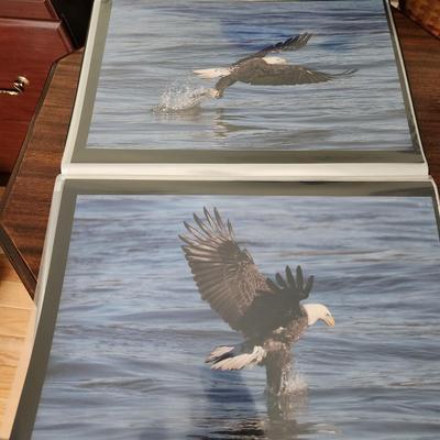 Profolio of Photographs 12x18 Suitable for Framing at least 40 in Binder