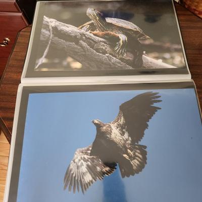 Profolio of Photographs 12x18 Suitable for Framing at least 40 in Binder