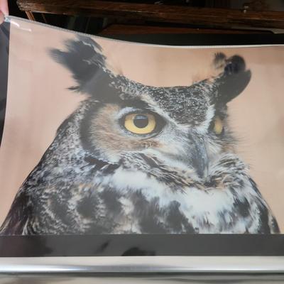 Profolio of Photographs 12x18 Suitable for Framing at least 40 in Binder