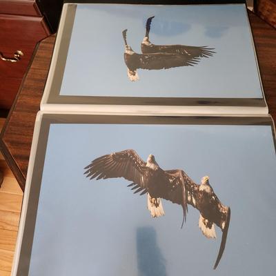 Profolio of Photographs 12x18 Suitable for Framing at least 40 in Binder